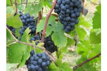 Vasaras māja Dudince 8